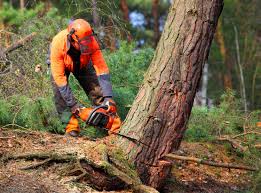 Professional  Tree Services in Alhambra, CA