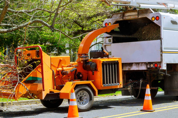 How Our Tree Care Process Works  in  Alhambra, CA